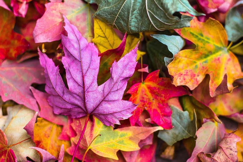 Fall Foliage Delight