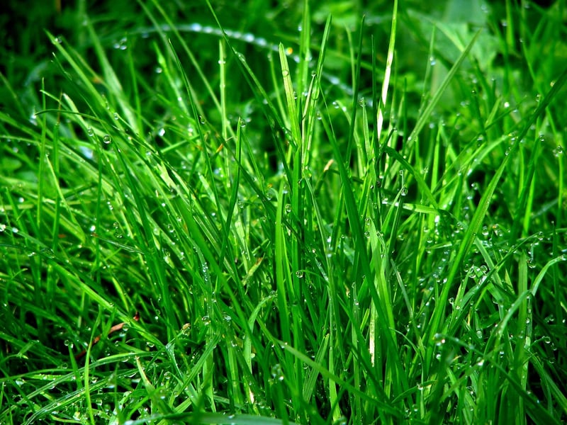Greenery Wonderland