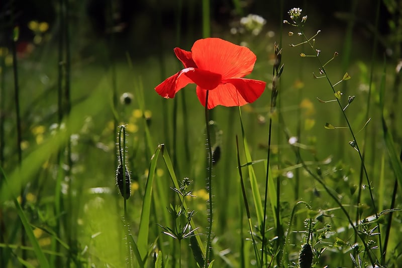 Summer Flower Extravaganza